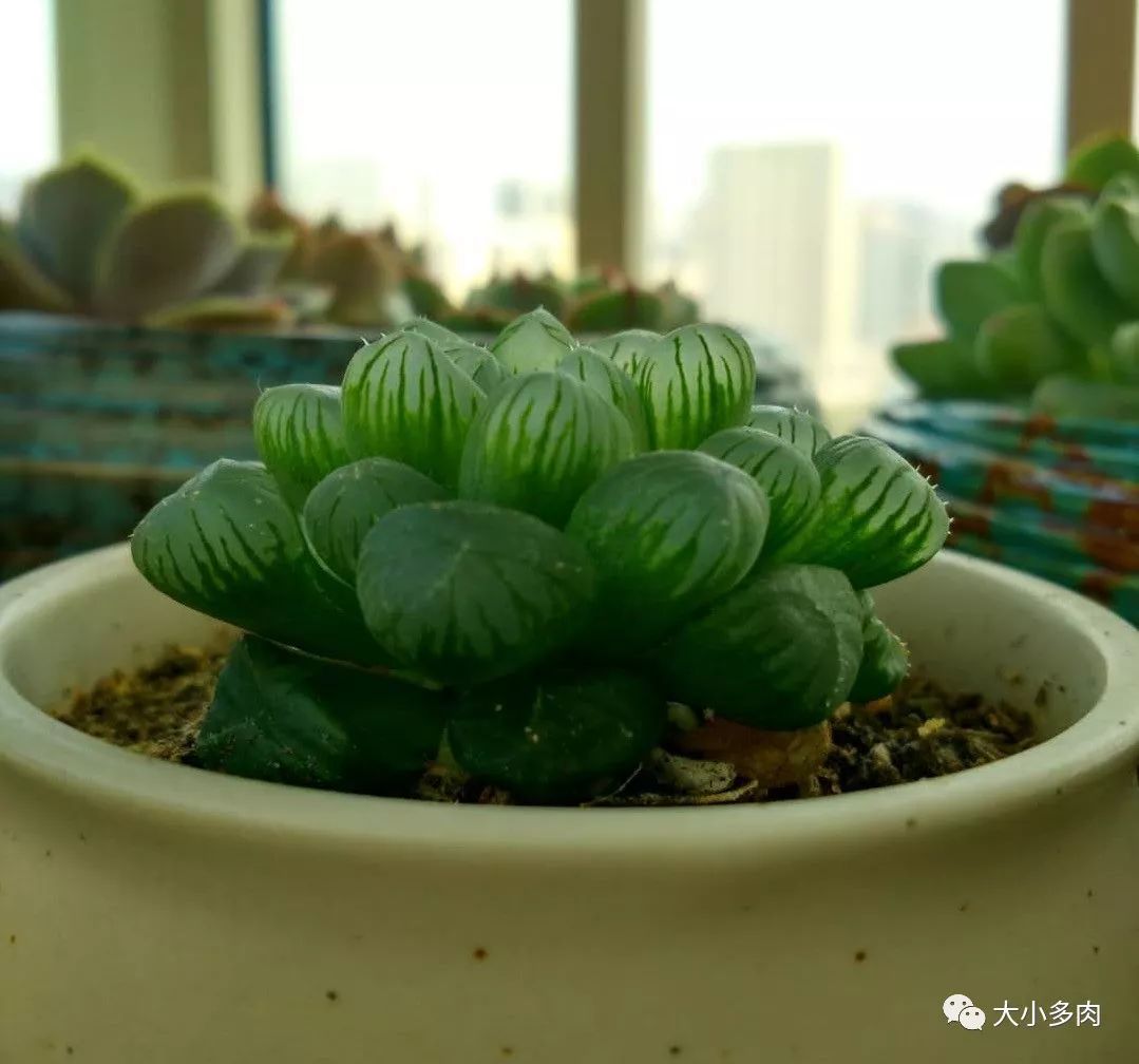 多肉白色根上長了小白須_多肉長白色根須_多肉根系長白色的