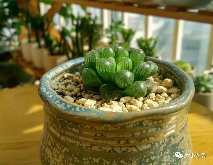 多肉白色根上長了小白須_多肉長白色根須_多肉根系長白色的