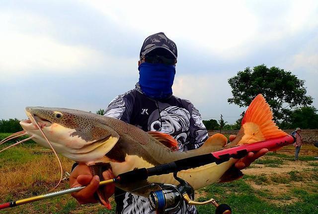 觀賞魚鯰魚招財(cái)貓_招財(cái)貓?chǎng)T魚_觀賞招財(cái)貓?chǎng)T魚魚苗圖片