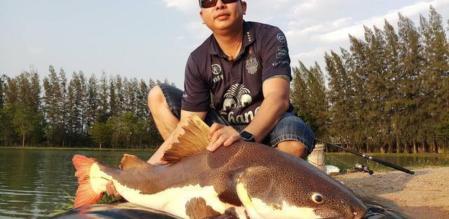 觀賞招財(cái)貓?chǎng)T魚魚苗圖片_招財(cái)貓?chǎng)T魚_觀賞魚鯰魚招財(cái)貓