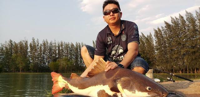 招財(cái)貓?chǎng)T魚_觀賞魚鯰魚招財(cái)貓_觀賞招財(cái)貓?chǎng)T魚魚苗圖片