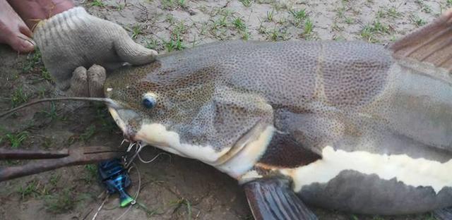 觀賞招財(cái)貓?chǎng)T魚魚苗圖片_招財(cái)貓?chǎng)T魚_觀賞魚鯰魚招財(cái)貓