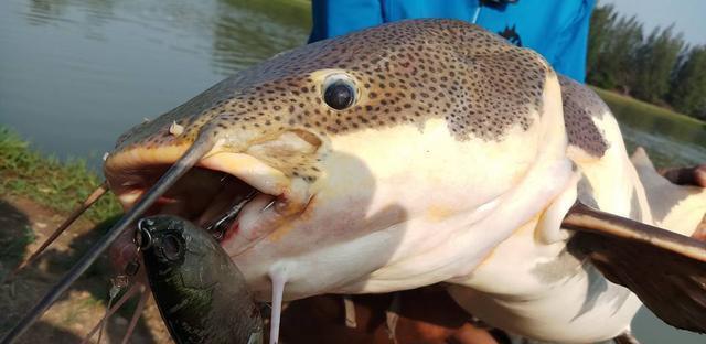 觀賞魚鯰魚招財(cái)貓_招財(cái)貓?chǎng)T魚_觀賞招財(cái)貓?chǎng)T魚魚苗圖片