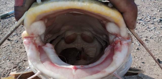 觀賞招財(cái)貓?chǎng)T魚魚苗圖片_招財(cái)貓?chǎng)T魚_觀賞魚鯰魚招財(cái)貓