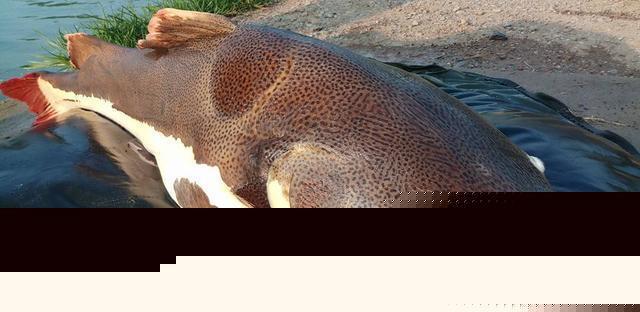 觀賞招財(cái)貓?chǎng)T魚魚苗圖片_觀賞魚鯰魚招財(cái)貓_招財(cái)貓?chǎng)T魚