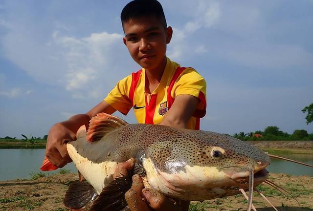 招財(cái)貓?chǎng)T魚_觀賞招財(cái)貓?chǎng)T魚魚苗圖片_觀賞魚鯰魚招財(cái)貓