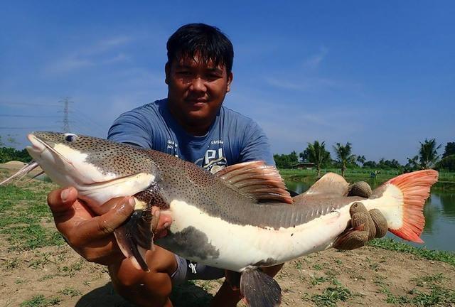 招財(cái)貓?chǎng)T魚_觀賞魚鯰魚招財(cái)貓_觀賞招財(cái)貓?chǎng)T魚魚苗圖片