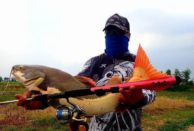 招財(cái)貓?chǎng)T魚_觀賞魚鯰魚招財(cái)貓_觀賞招財(cái)貓?chǎng)T魚魚苗圖片