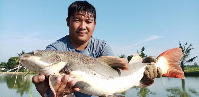 觀賞魚鯰魚招財(cái)貓_招財(cái)貓?chǎng)T魚_觀賞招財(cái)貓?chǎng)T魚魚苗圖片