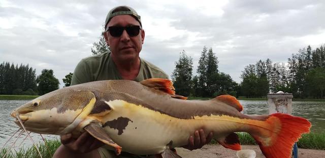 觀賞招財(cái)貓?chǎng)T魚魚苗圖片_觀賞魚鯰魚招財(cái)貓_招財(cái)貓?chǎng)T魚