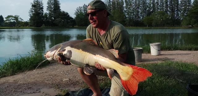 觀賞魚鯰魚招財(cái)貓_觀賞招財(cái)貓?chǎng)T魚魚苗圖片_招財(cái)貓?chǎng)T魚