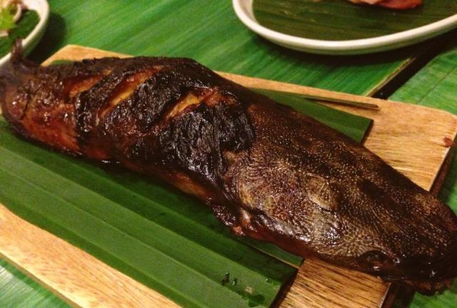 觀賞魚鯰魚招財(cái)貓_觀賞招財(cái)貓?chǎng)T魚魚苗圖片_招財(cái)貓?chǎng)T魚