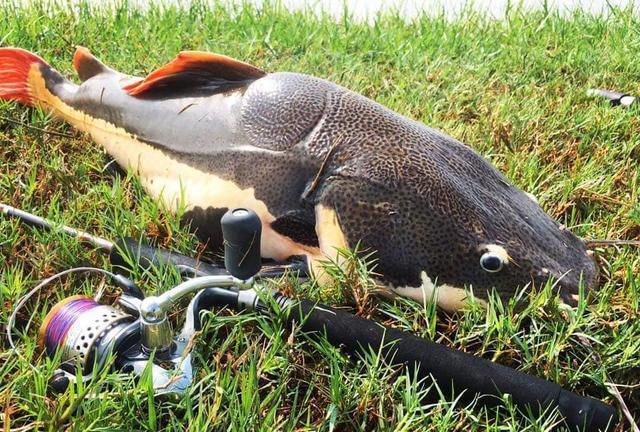 招財(cái)貓?chǎng)T魚_觀賞魚鯰魚招財(cái)貓_觀賞招財(cái)貓?chǎng)T魚魚苗圖片