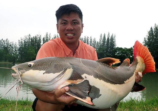觀賞魚鯰魚招財(cái)貓_觀賞招財(cái)貓?chǎng)T魚魚苗圖片_招財(cái)貓?chǎng)T魚