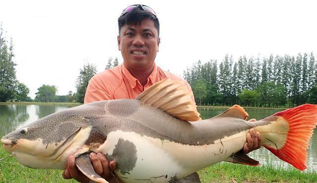 招財(cái)貓?chǎng)T魚_觀賞招財(cái)貓?chǎng)T魚魚苗圖片_觀賞魚鯰魚招財(cái)貓