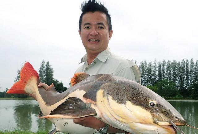 招財(cái)貓?chǎng)T魚_觀賞招財(cái)貓?chǎng)T魚魚苗圖片_觀賞魚鯰魚招財(cái)貓