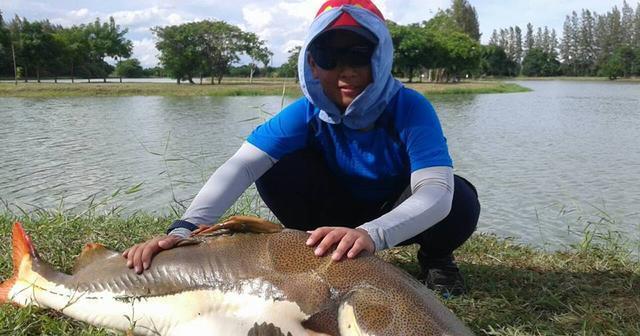 招財(cái)貓?chǎng)T魚_觀賞招財(cái)貓?chǎng)T魚魚苗圖片_觀賞魚鯰魚招財(cái)貓