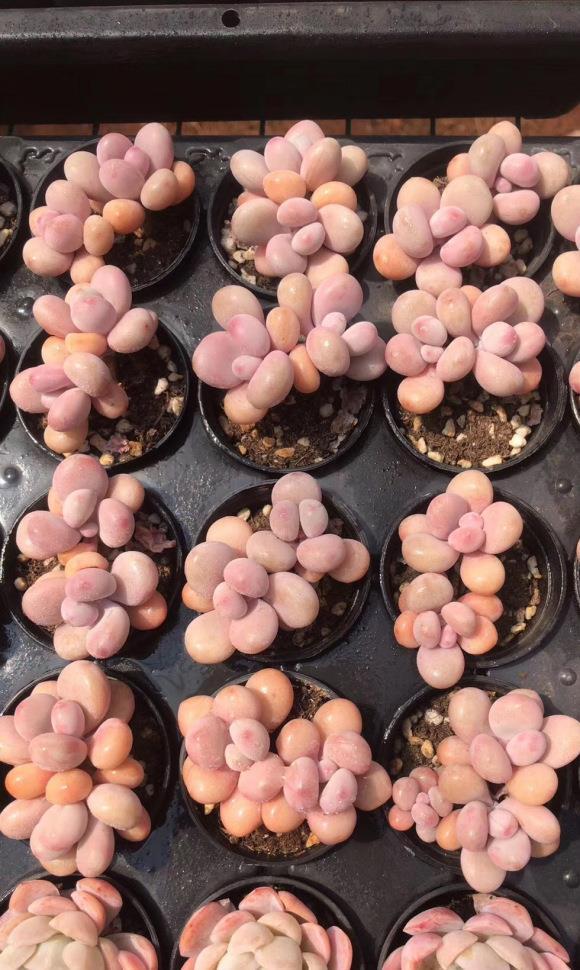 多肉白石頭鋪面_多肉白色鋪面石_多肉白石子鋪面好不好