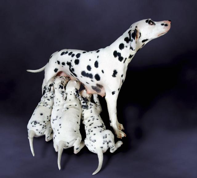 小狗牛奶喝可以長胖嗎_小狗狗能喝牛奶_小狗喝牛奶可以嗎