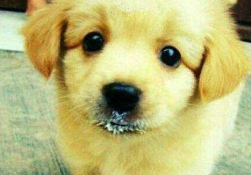 小狗狗能喝牛奶_小狗喝牛奶可以嗎_小狗牛奶喝可以長胖嗎