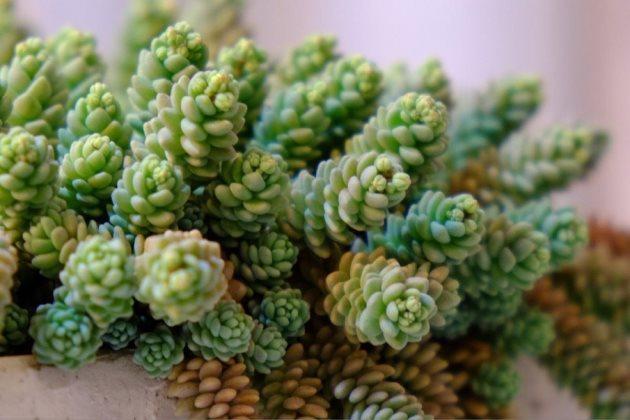 多肉長得很好_多肉長得特別長怎么辦_多肉長得差不多