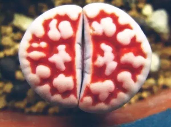 紅色的多肉怎么養_紅色多肉寓意_本身就是紅色的多肉