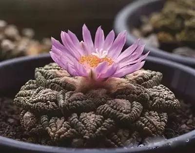 紅色的多肉怎么養_紅色多肉寓意_本身就是紅色的多肉