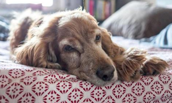 狗抖身體會抖出什么嗎_狗抖動身體是什么意思_狗狗身體一直在顫抖是為什么