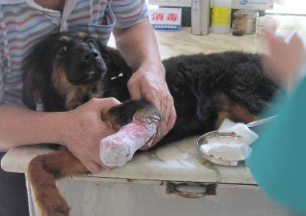 狗狗身體一直在顫抖是為什么_狗抖身體會抖出什么嗎_狗抖動身體是什么意思