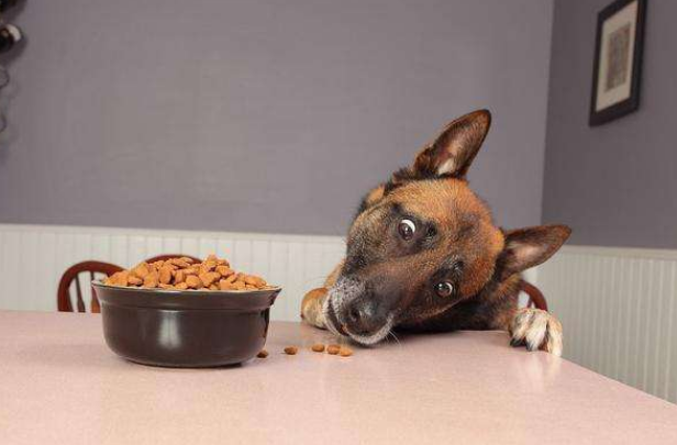 狗抖身體會抖出什么嗎_狗狗身體一直在顫抖是為什么_狗抖動身體是什么意思