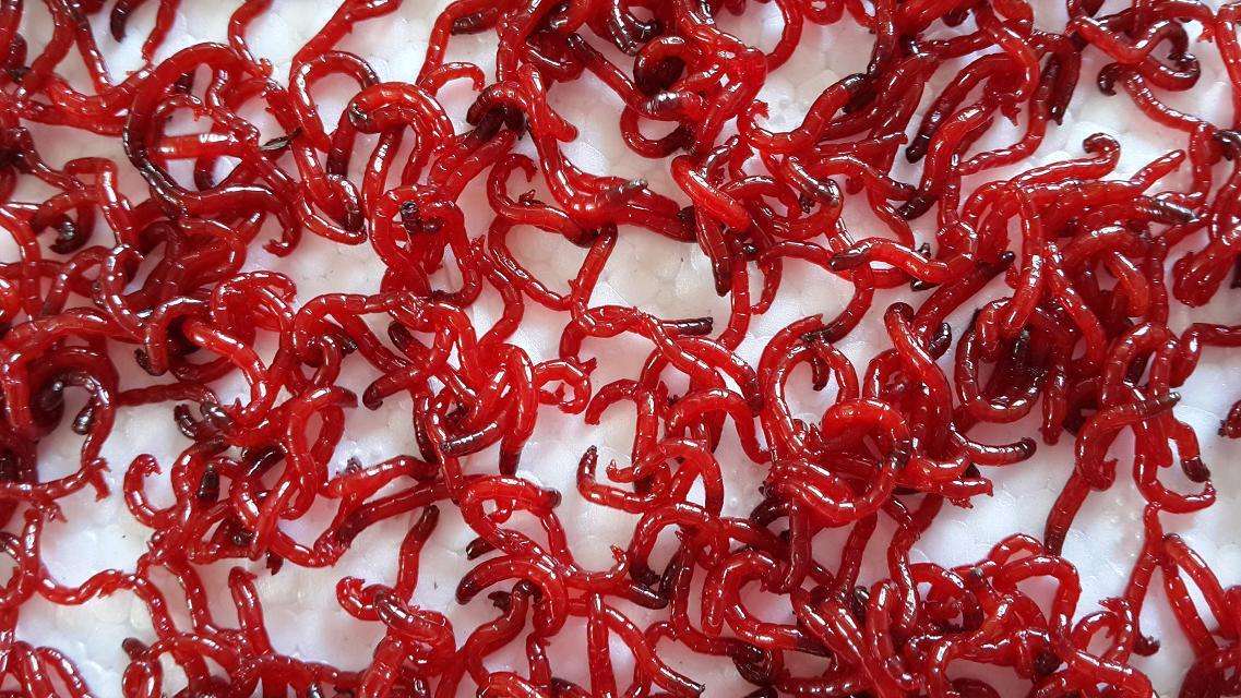 不敢給寵物魚喂活食？嘩仔獨家消毒妙招，為