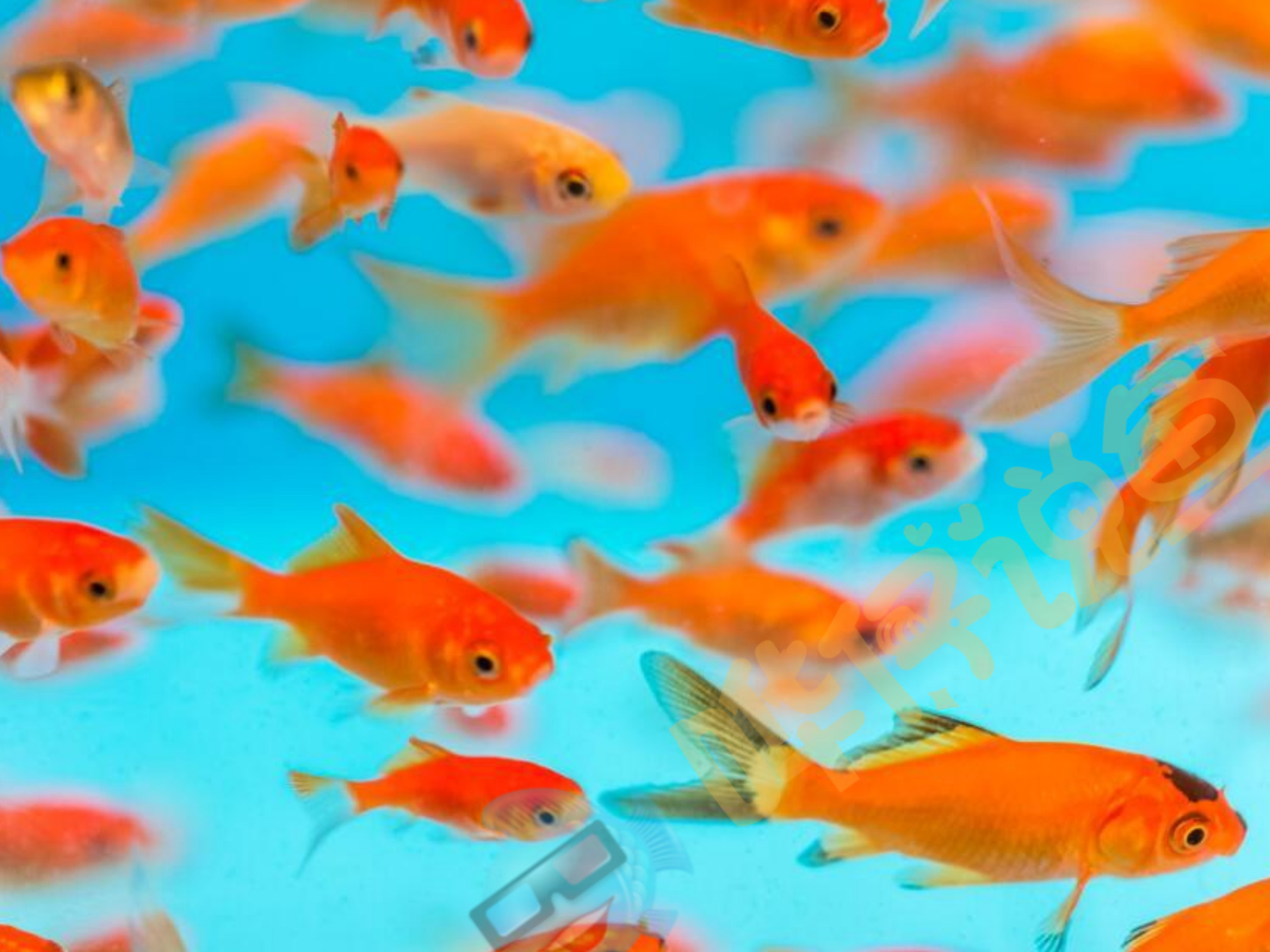 面包蟲喂魚_什么觀賞魚吃面包蟲_面包蟲給魚吃