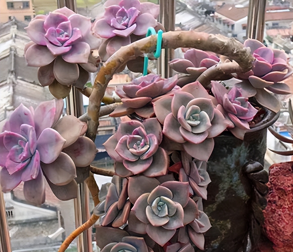 長成樹的多肉_多肉長徒了怎么解決_多肉長大后是什么樣子