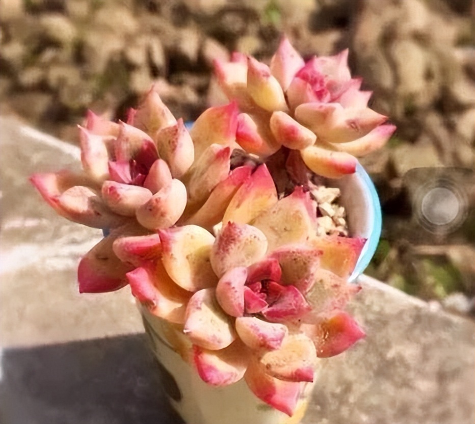 多肉長大后是什么樣子_多肉長徒了怎么解決_長成樹的多肉