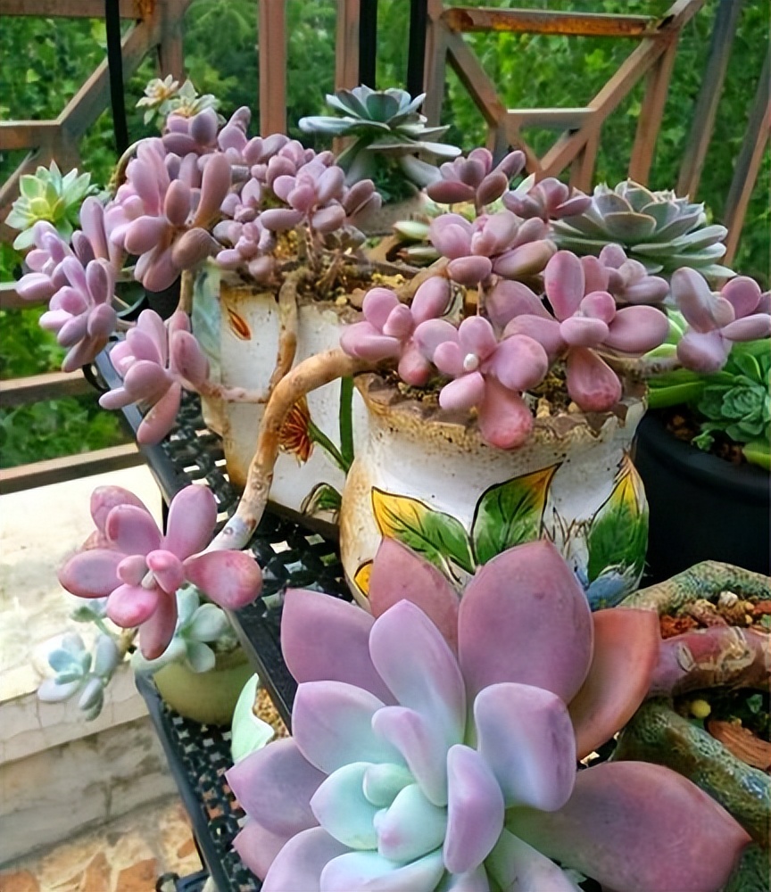 長成樹的多肉_多肉長大后是什么樣子_多肉長徒了怎么解決