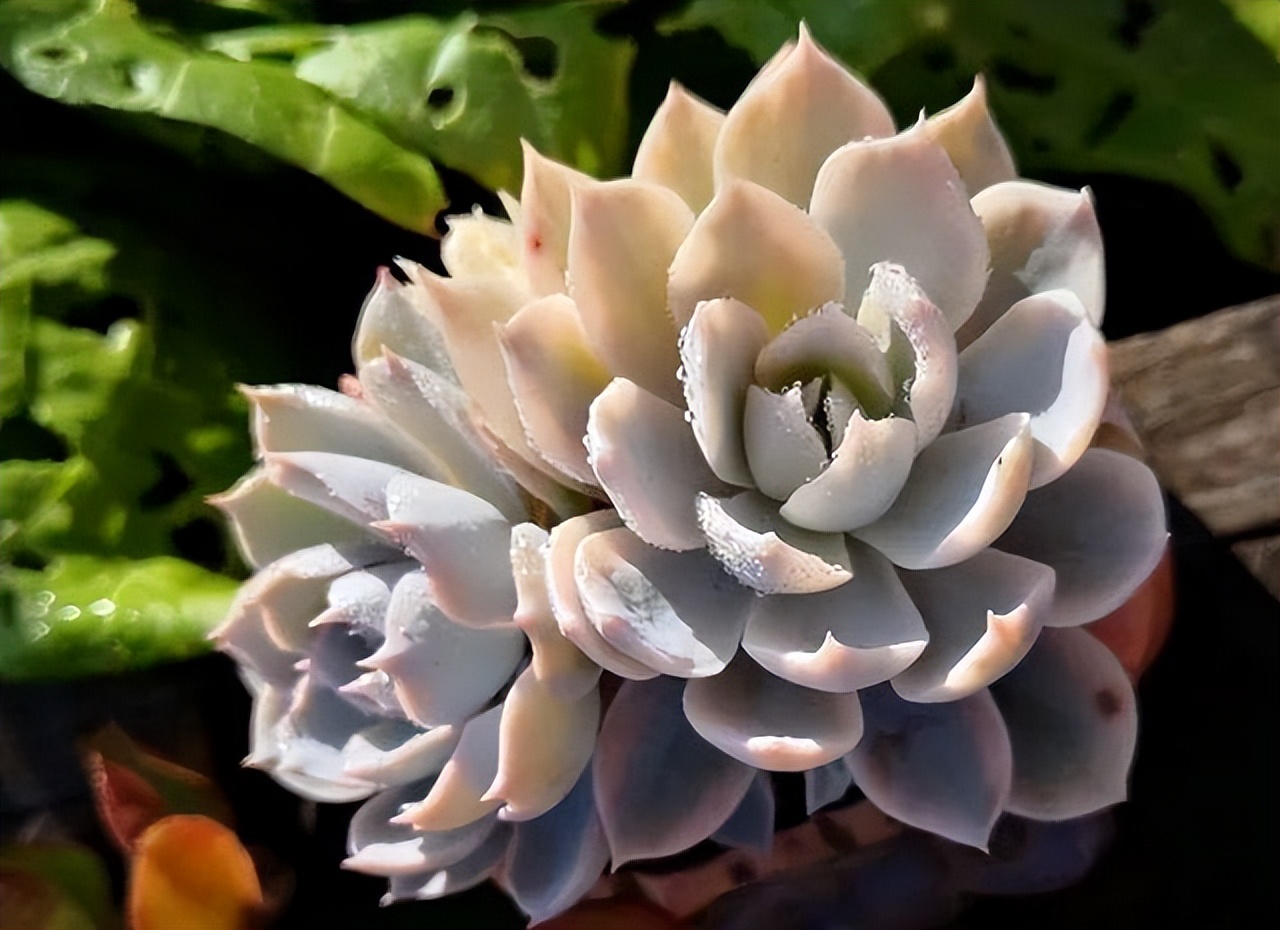 多肉長徒了怎么解決_長成樹的多肉_多肉長大后是什么樣子