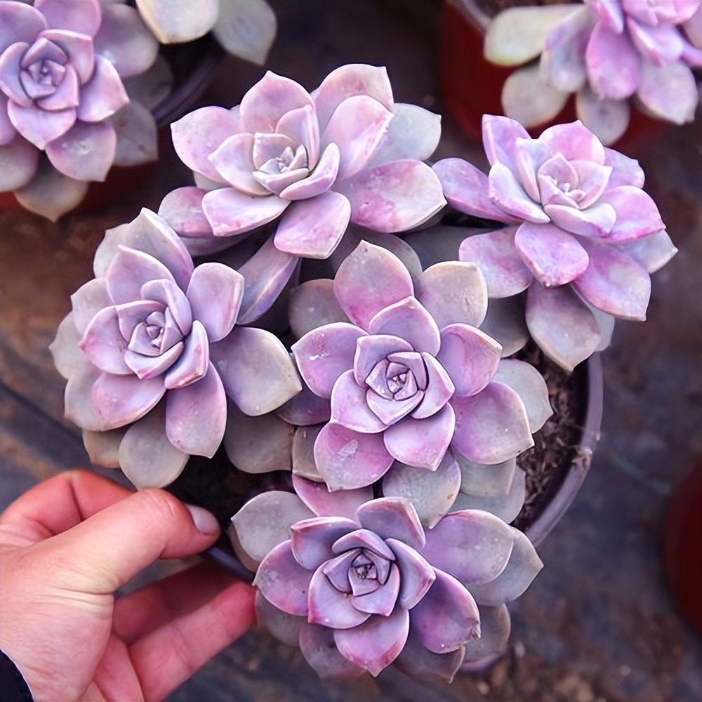 長成樹的多肉_多肉長徒了怎么解決_多肉長大后是什么樣子