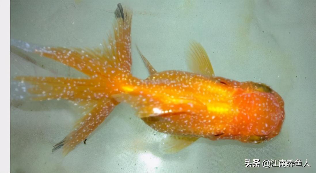 觀賞魚最常見的8種魚病，及其治療和預(yù)防辦