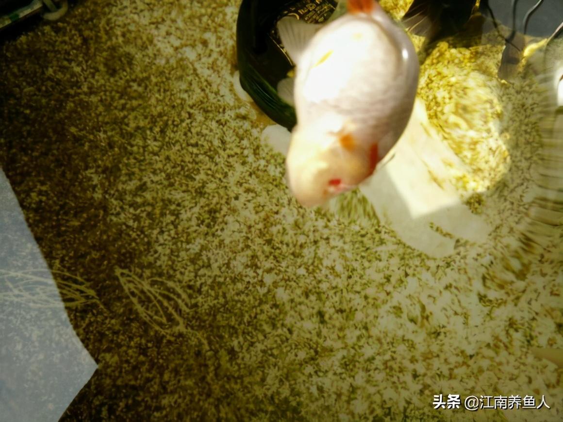 觀賞常見疾病魚有哪些_觀賞魚常見疾病_觀賞常見疾病魚類有哪些