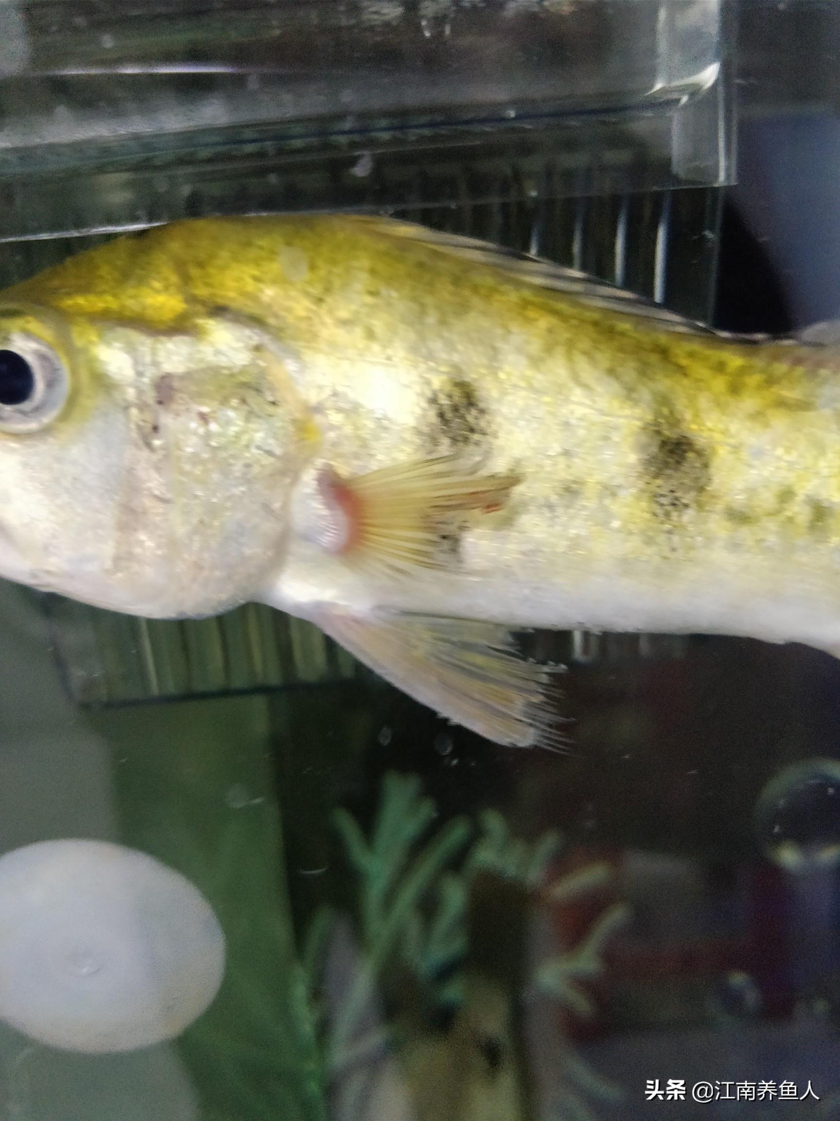 觀賞魚常見疾病_觀賞常見疾病魚類有哪些_觀賞常見疾病魚有哪些