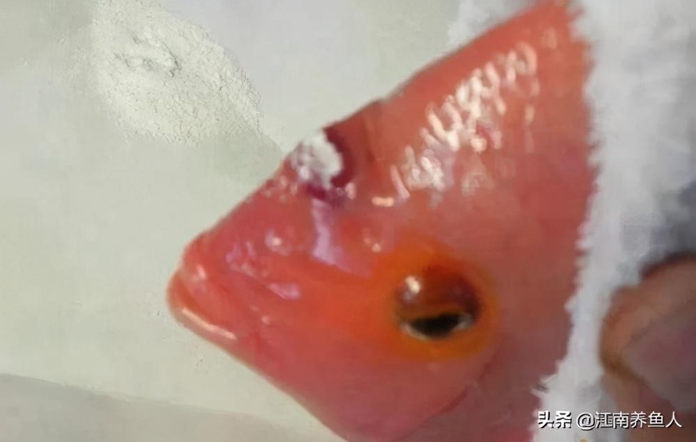 觀賞魚常見疾病_觀賞常見疾病魚類有哪些_觀賞常見疾病魚有哪些