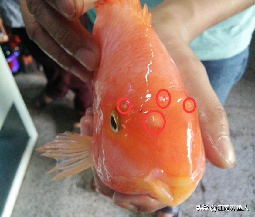 觀賞常見疾病魚類有哪些_觀賞常見疾病魚有哪些_觀賞魚常見疾病