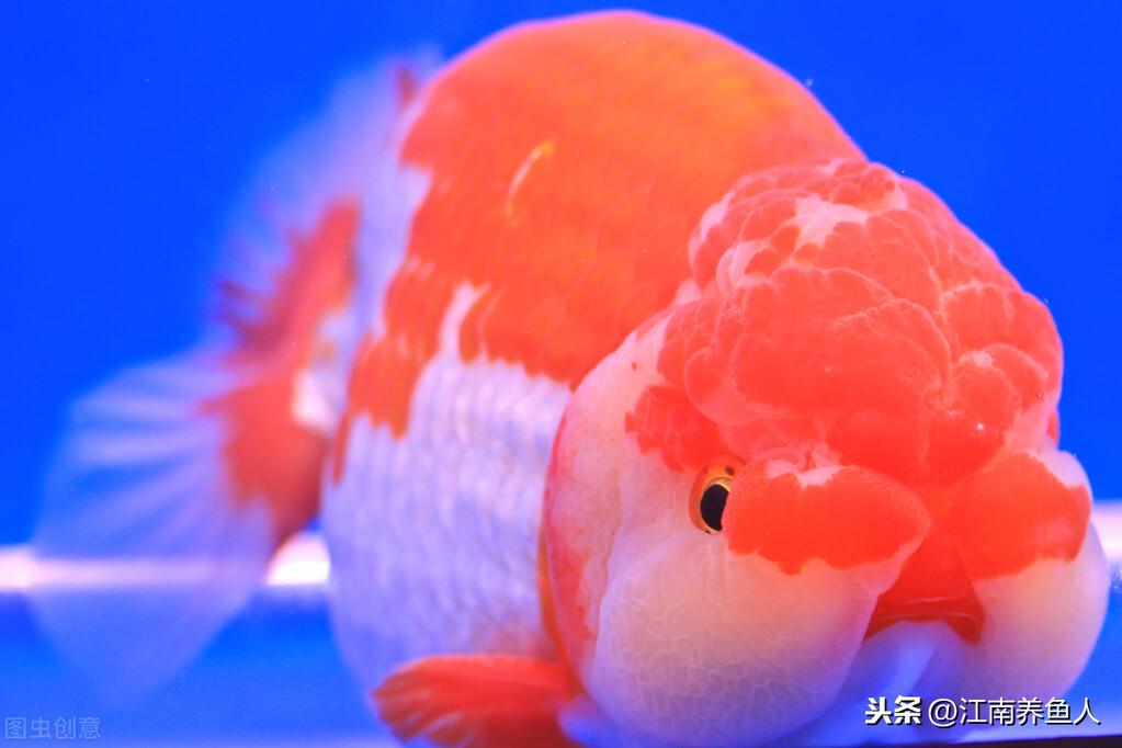 觀賞常見疾病魚類有哪些_觀賞常見疾病魚有哪些_觀賞魚常見疾病