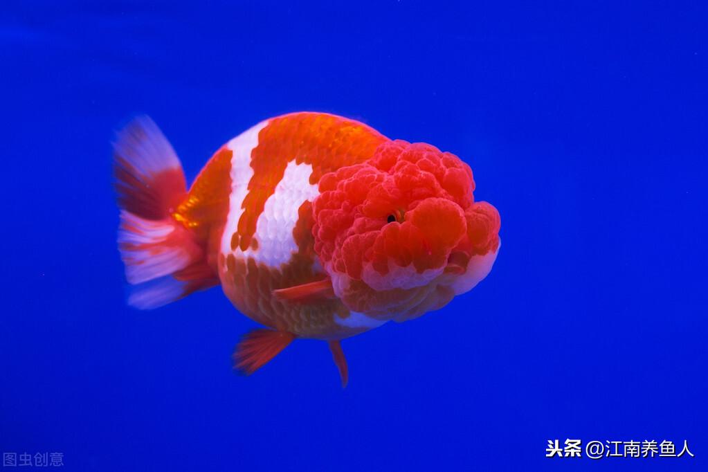 觀賞常見疾病魚有哪些_觀賞魚常見疾病_觀賞常見疾病魚類有哪些
