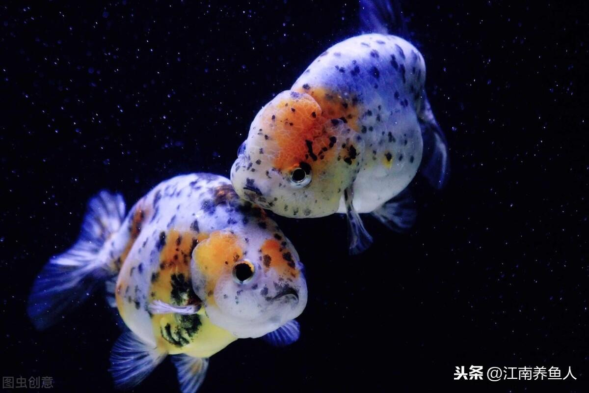 觀賞魚常見疾病_觀賞常見疾病魚類有哪些_觀賞常見疾病魚有哪些