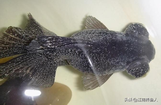 觀賞魚常見疾病_觀賞常見疾病魚類有哪些_觀賞常見疾病魚有哪些