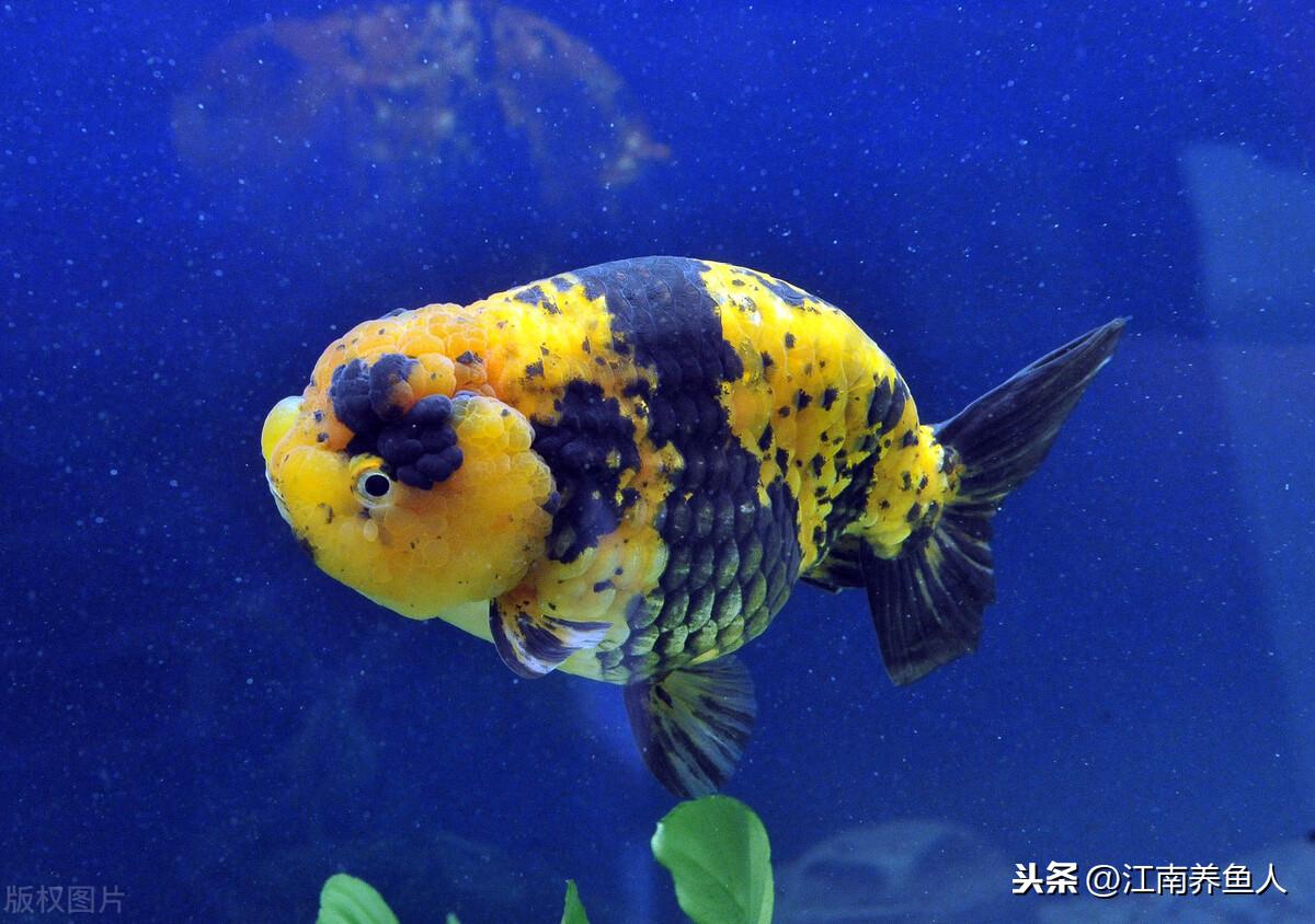 觀賞常見疾病魚有哪些_觀賞常見疾病魚類有哪些_觀賞魚常見疾病