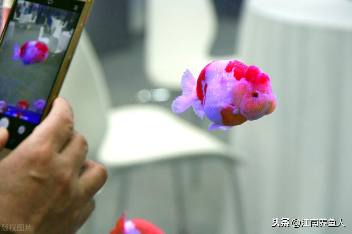 觀賞魚常見疾病_觀賞常見疾病魚有哪些_觀賞常見疾病魚類有哪些