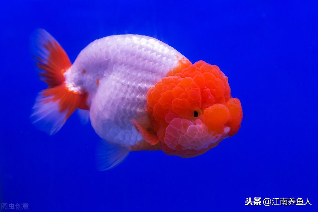 觀賞魚常見疾病_觀賞常見疾病魚有哪些_觀賞常見疾病魚類有哪些