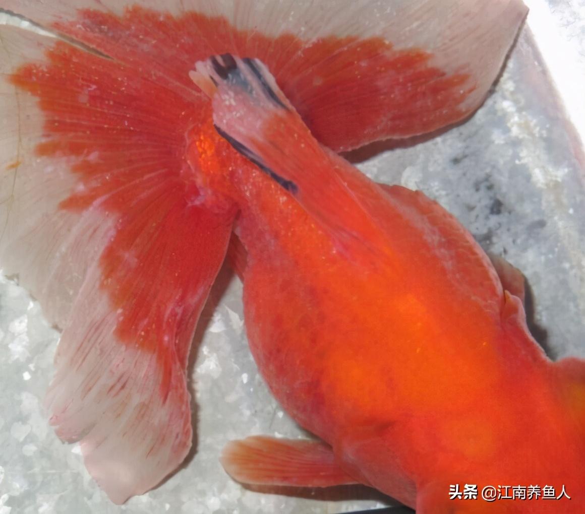 觀賞常見疾病魚有哪些_觀賞魚常見疾病_觀賞常見疾病魚類有哪些